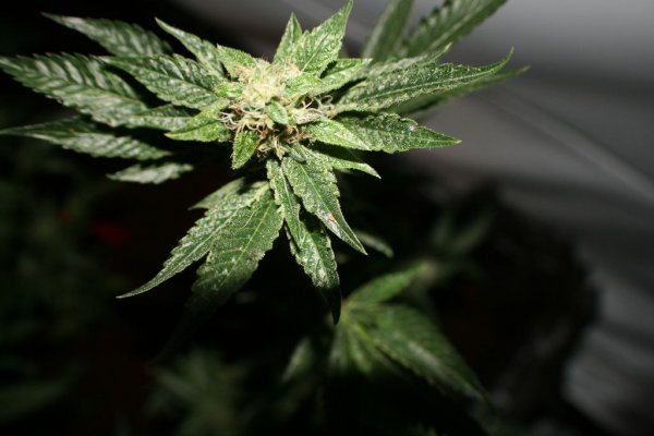 larry-og-kush-3.jpg