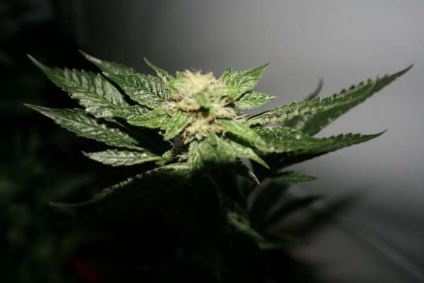 larry-og-kush-4.jpg