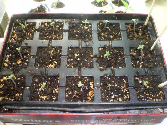 seedrun-indoor-for-growing-outdoor-organic-4.jpg