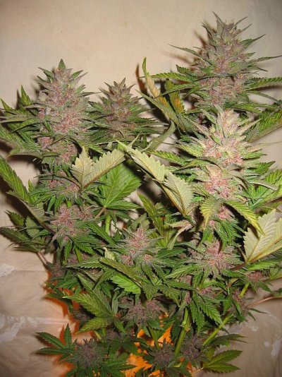 Black Russian Hybrids ?