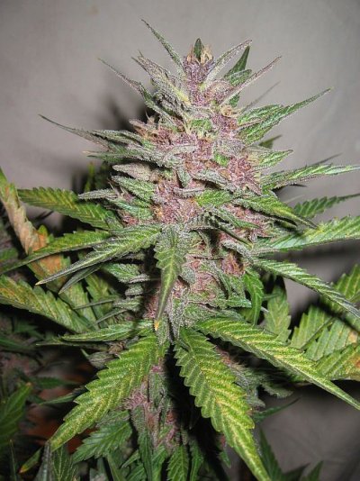 Black Russian Hybrids ?