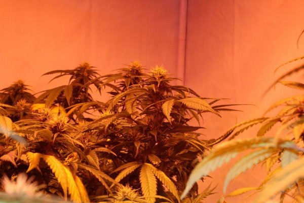 Experiaments with gen 3 LED's lights