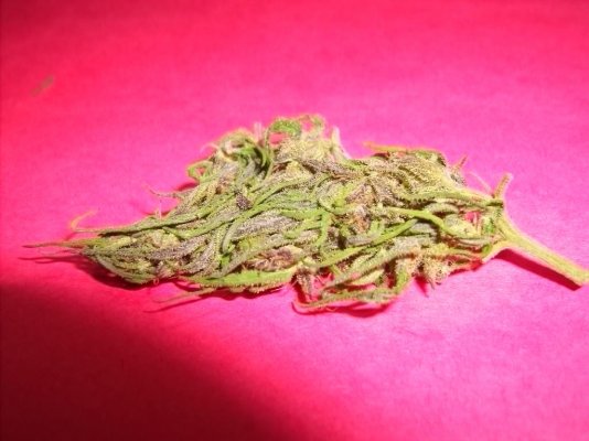 Columbian Gold 025.jpg