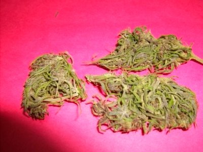 Columbian Gold 033.jpg