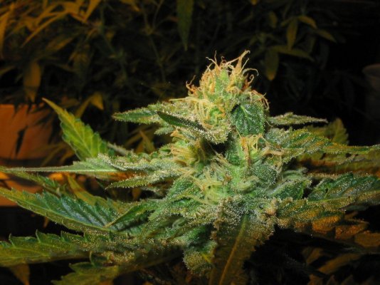 cheese-x-querkle.jpg