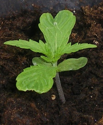 Seedrun indoor for growing outdoor. Organic