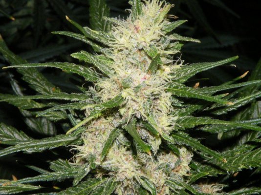 buds-3.jpg