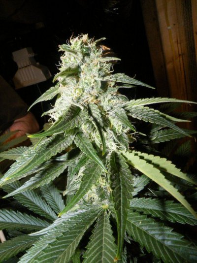 buds-8.jpg