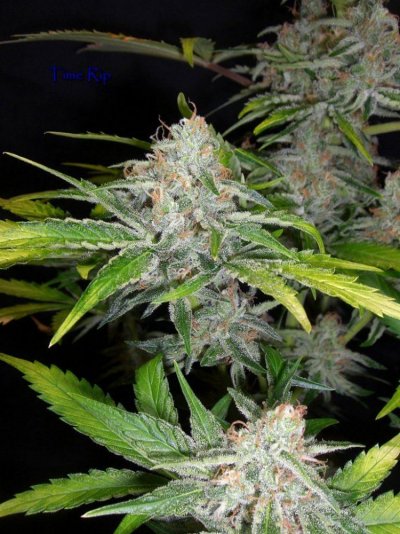 (Chemdawg D x Alien Kush) X (Pre98 Bubba x Jack the Ripper)