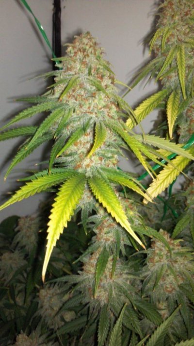 WhiteFire & WhiteSkunk.... Round 2!!!     ~ODB~