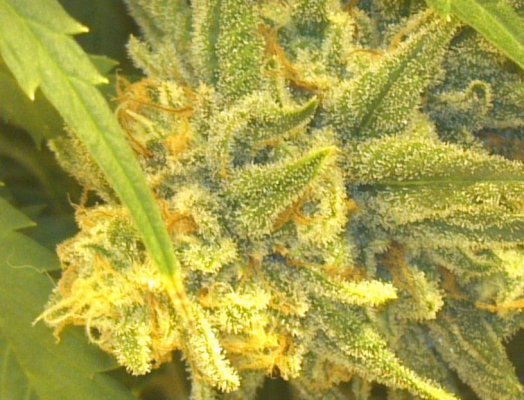 WhiteFire & WhiteSkunk.... Round 2!!!     ~ODB~