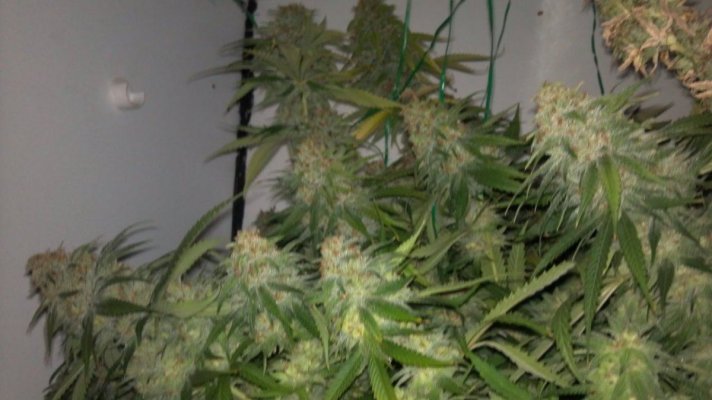 WhiteFire & WhiteSkunk.... Round 2!!!     ~ODB~