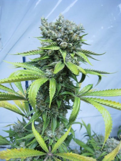 WOG4_D58_005.JPG