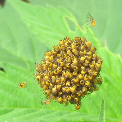 Garden spider hatch out!