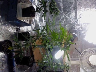 Purple Widow, Mind Bender 2nd grow