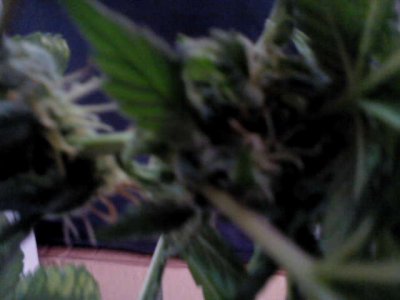 Purple Widow, Mind Bender 2nd grow