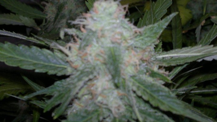 Cream Caramel auto