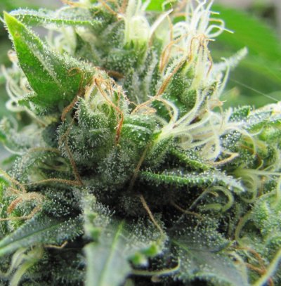 Its been tough restarting, but I think I am finally going to get a harvest!