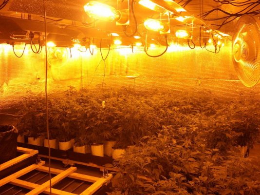 GROW DIARY: Hilltopfarms' new 12kw room 1st run