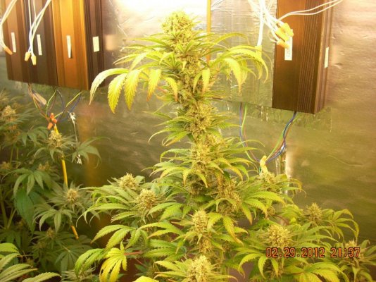 induction-lights-grow-5.jpg