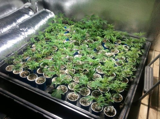 GROW DIARY: Hilltopfarms' new 12kw room 1st run
