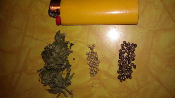 Seeds Lighter.jpg