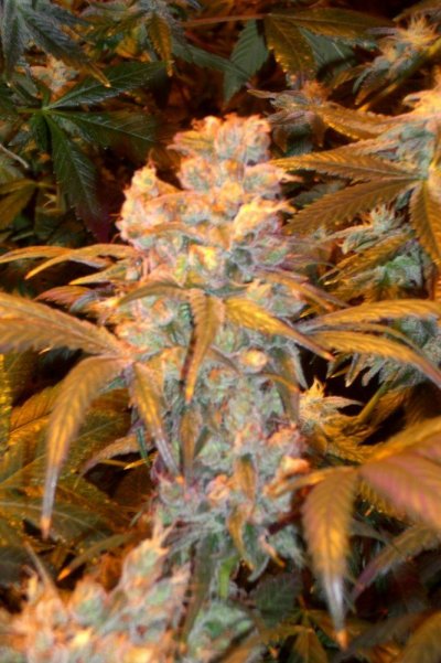 Herijuana OG