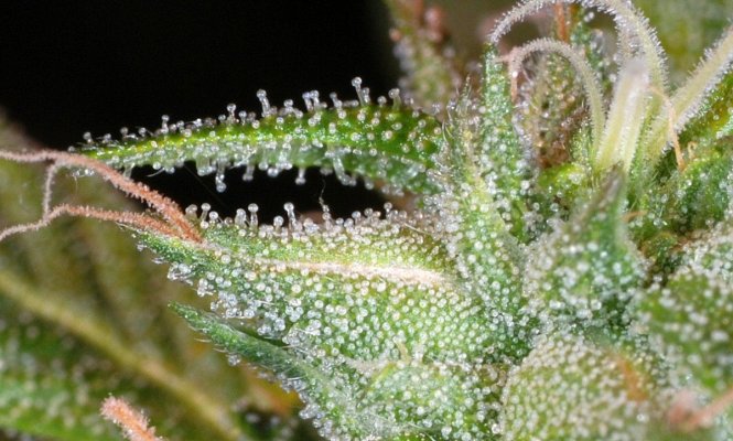 Cheese#1 has been included in The Essential guide To The Worlds finest Sativa Strains