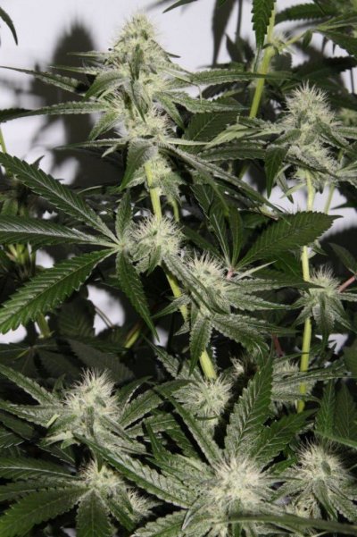 veg+bloom, 1 part powder in socal tap