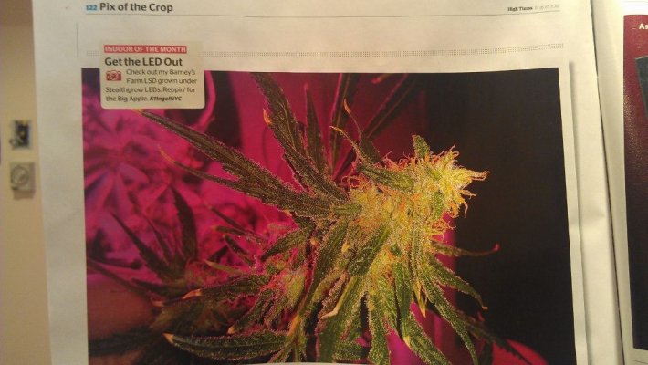 My LED grown ladies made it to High Times!!!