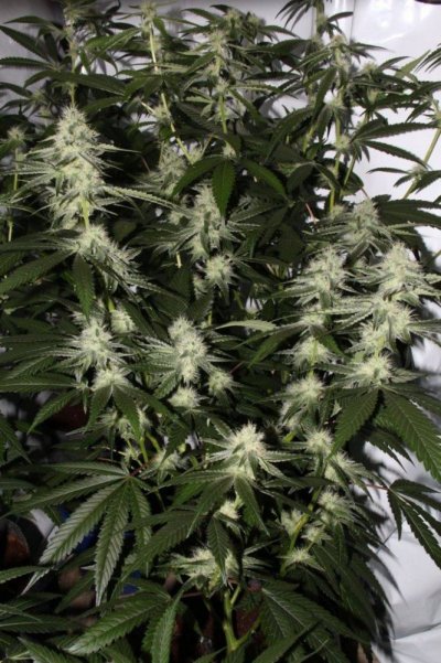 veg+bloom, 1 part powder in socal tap
