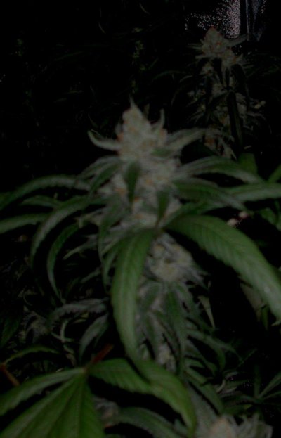 purplejonesday45-02.jpg