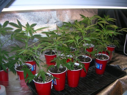 Island Sweet Skunk In The House!!!