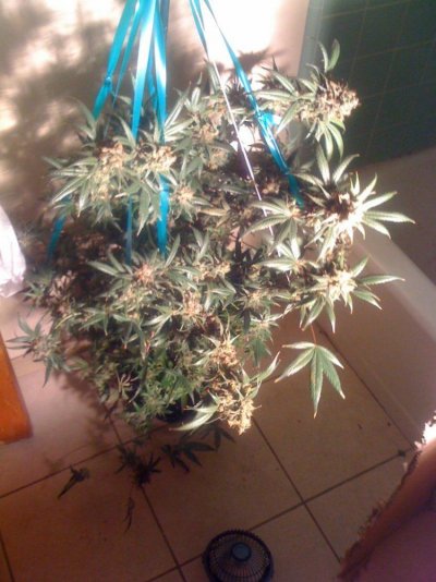 Herijuana OG