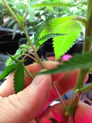 Is this a Male??