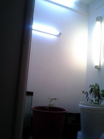 first-growwhat-do-you-think-of-this-set-up-2.jpg
