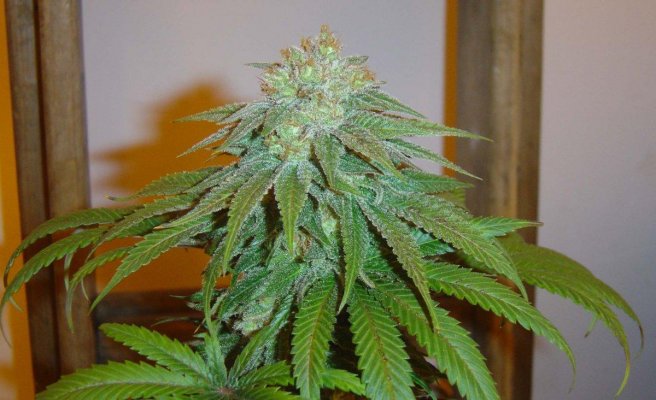 blucherry4pic1.jpg