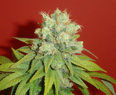 blucherry3pic3.jpg