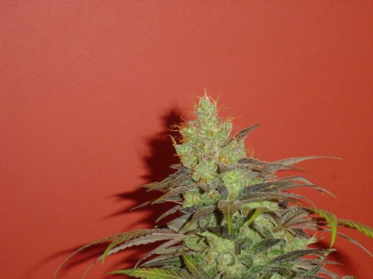 blucherry9pic3.jpg
