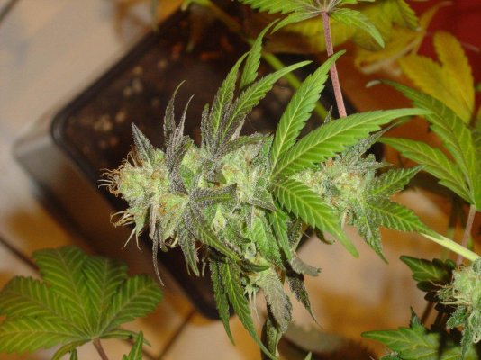 blucherry9pic6.jpg