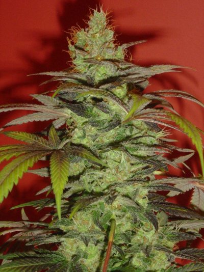 blucherry9pic7.jpg
