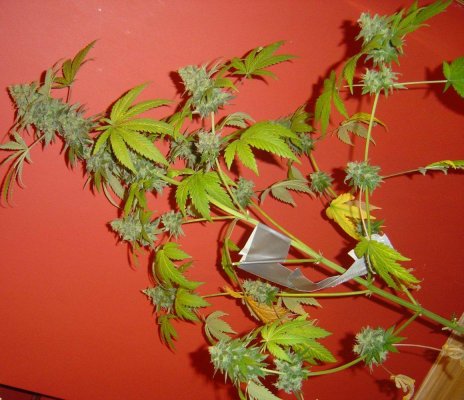 blucherry1pic1.jpg
