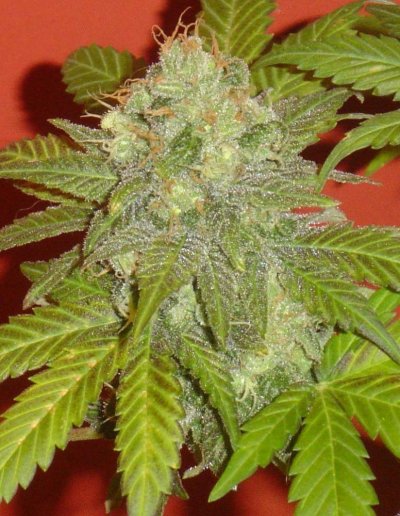blucherry1pic4.jpg