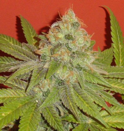 blucherry1pic5.jpg