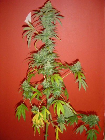 blucherry8pic1.jpg