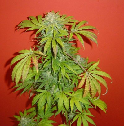 blucherry5pic5.jpg