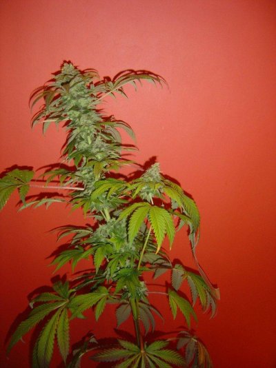 blucherry7pic1.jpg