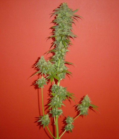 blucherry7pic2.jpg