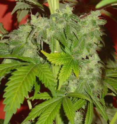 blucherry7pic6.jpg