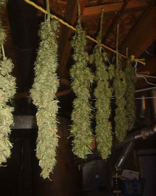hanging-buds.jpg